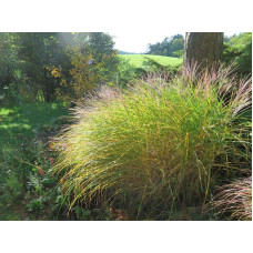 Міскантус китайський Клейн Сільберспайн | Miscanthus sinensis Kleine Silberspinne | Мискантус китайский Клейн Сильберспайн