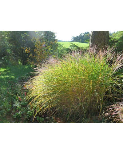 Міскантус китайський Клейн Сільберспайн | Miscanthus sinensis Kleine Silberspinne | Мискантус китайский Клейн Сильберспайн