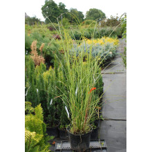 Міскантус китайський Клейн Сільберспайн | Miscanthus sinensis Kleine Silberspinne | Мискантус китайский Клейн Сильберспайн