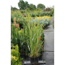 Міскантус китайський Клейн Сільберспайн | Miscanthus sinensis Kleine Silberspinne | Мискантус китайский Клейн Сильберспайн