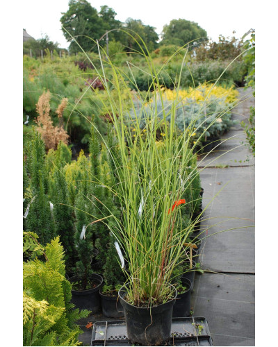 Міскантус китайський Клейн Сільберспайн | Miscanthus sinensis Kleine Silberspinne | Мискантус китайский Клейн Сильберспайн