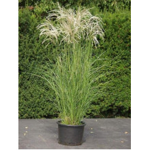 Міскантус китайський Клейн Сільберспайн | Miscanthus sinensis Kleine Silberspinne | Мискантус китайский Клейн Сильберспайн