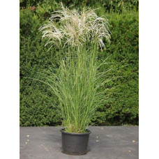 Міскантус китайський Клейн Сільберспайн | Miscanthus sinensis Kleine Silberspinne | Мискантус китайский Клейн Сильберспайн