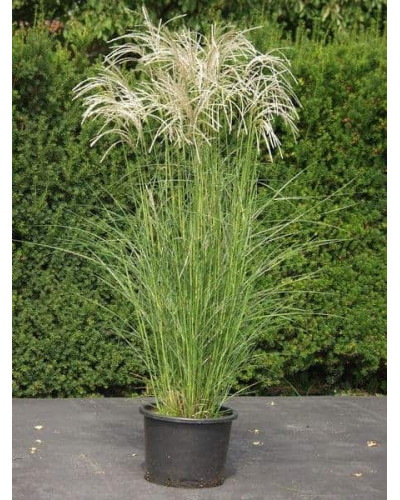 Міскантус китайський Клейн Сільберспайн | Miscanthus sinensis Kleine Silberspinne | Мискантус китайский Клейн Сильберспайн
