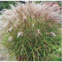 Міскантус китайський Клейн Сільберспайн | Miscanthus sinensis Kleine Silberspinne | Мискантус китайский Клейн Сильберспайн