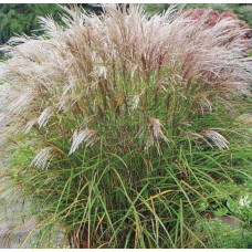 Міскантус китайський Клейн Сільберспайн | Miscanthus sinensis Kleine Silberspinne | Мискантус китайский Клейн Сильберспайн
