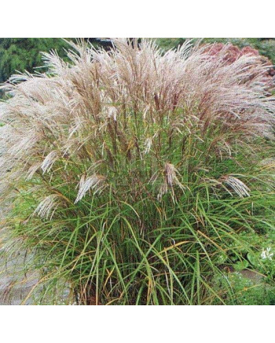 Міскантус китайський Клейн Сільберспайн | Miscanthus sinensis Kleine Silberspinne | Мискантус китайский Клейн Сильберспайн