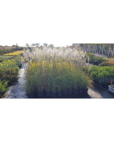 Міскантус китайський Клейн Сільберспайн | Miscanthus sinensis Kleine Silberspinne | Мискантус китайский Клейн Сильберспайн
