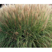 Міскантус китайський Клейн Сільберспайн | Miscanthus sinensis Kleine Silberspinne | Мискантус китайский Клейн Сильберспайн