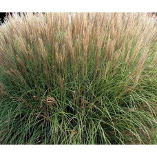 Міскантус китайський Клейн Сільберспайн | Miscanthus sinensis Kleine Silberspinne | Мискантус китайский Клейн Сильберспайн