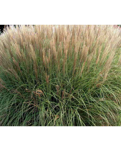 Міскантус китайський Клейн Сільберспайн | Miscanthus sinensis Kleine Silberspinne | Мискантус китайский Клейн Сильберспайн