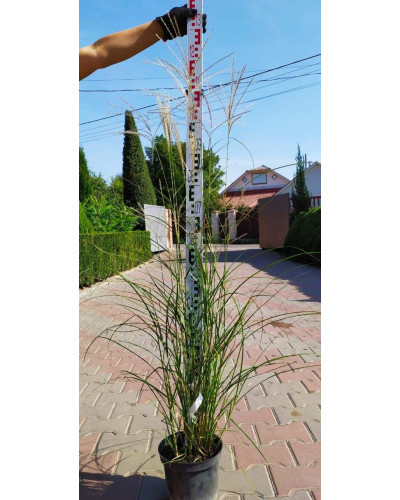 Міскантус китайський Клейн Сільберспайн | Miscanthus sinensis Kleine Silberspinne | Мискантус китайский Клейн Сильберспайн