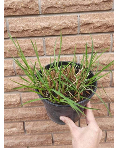 Міскантус китайський Клейн Сільберспайн | Miscanthus sinensis Kleine Silberspinne | Мискантус китайский Клейн Сильберспайн