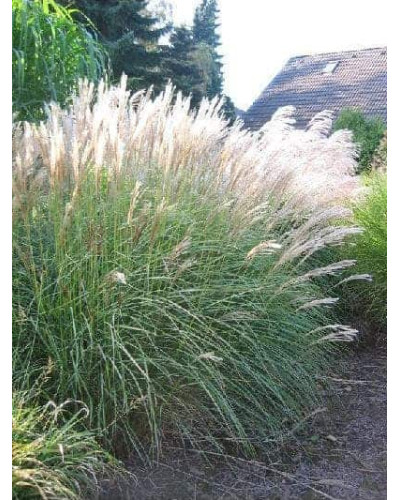 Міскантус китайський Клейн Сільберспайн | Miscanthus sinensis Kleine Silberspinne | Мискантус китайский Клейн Сильберспайн