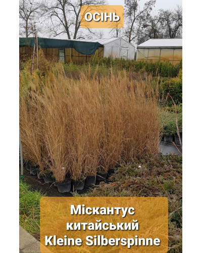 Міскантус китайський Клейн Сільберспайн | Miscanthus sinensis Kleine Silberspinne | Мискантус китайский Клейн Сильберспайн