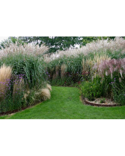 Міскантус китайський Клейн Сільберспайн | Miscanthus sinensis Kleine Silberspinne | Мискантус китайский Клейн Сильберспайн