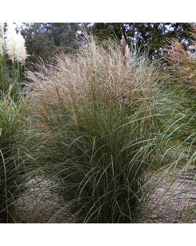 Міскантус китайський Клейн Сільберспайн | Miscanthus sinensis Kleine Silberspinne | Мискантус китайский Клейн Сильберспайн