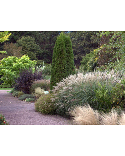 Міскантус китайський Клейн Сільберспайн | Miscanthus sinensis Kleine Silberspinne | Мискантус китайский Клейн Сильберспайн