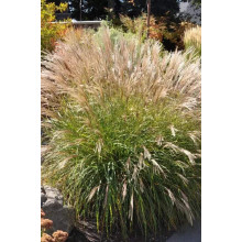 Міскантус китайський Якушіма Дварф | Miscanthus sinensis Yakushima Dwarf | Мискантус китайский Якушима Дварф