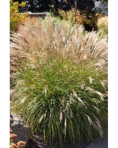Міскантус китайський Якушіма Дварф | Miscanthus sinensis Yakushima Dwarf | Мискантус китайский Якушима Дварф