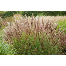 Міскантус китайський Якушіма Дварф | Miscanthus sinensis Yakushima Dwarf | Мискантус китайский Якушима Дварф