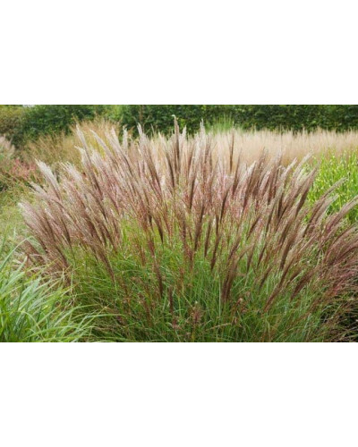 Міскантус китайський Якушіма Дварф | Miscanthus sinensis Yakushima Dwarf | Мискантус китайский Якушима Дварф