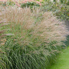 Міскантус китайський Якушіма Дварф | Miscanthus sinensis Yakushima Dwarf | Мискантус китайский Якушима Дварф