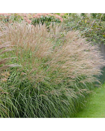 Міскантус китайський Якушіма Дварф | Miscanthus sinensis Yakushima Dwarf | Мискантус китайский Якушима Дварф