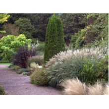 Міскантус китайський Якушіма Дварф | Miscanthus sinensis Yakushima Dwarf | Мискантус китайский Якушима Дварф