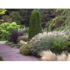 Міскантус китайський Якушіма Дварф | Miscanthus sinensis Yakushima Dwarf | Мискантус китайский Якушима Дварф