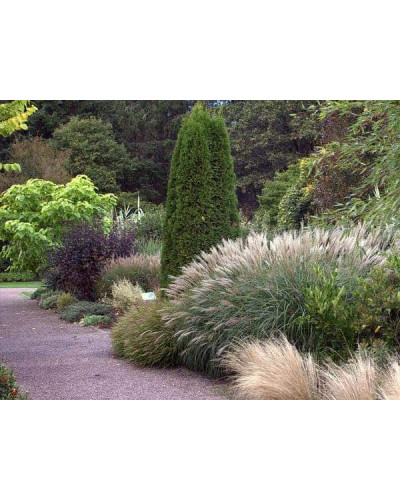 Міскантус китайський Якушіма Дварф | Miscanthus sinensis Yakushima Dwarf | Мискантус китайский Якушима Дварф