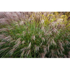 Міскантус китайський Якушіма Дварф | Miscanthus sinensis Yakushima Dwarf | Мискантус китайский Якушима Дварф