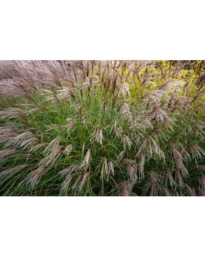 Міскантус китайський Якушіма Дварф | Miscanthus sinensis Yakushima Dwarf | Мискантус китайский Якушима Дварф