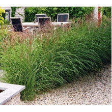 Міскантус китайський Якушіма Дварф | Miscanthus sinensis Yakushima Dwarf | Мискантус китайский Якушима Дварф