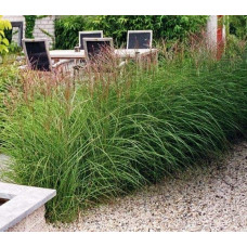 Міскантус китайський Якушіма Дварф | Miscanthus sinensis Yakushima Dwarf | Мискантус китайский Якушима Дварф