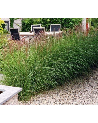 Міскантус китайський Якушіма Дварф | Miscanthus sinensis Yakushima Dwarf | Мискантус китайский Якушима Дварф