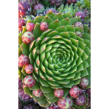 Молодило покрівельне Вульфена / Кам’яна троянда | Sempervivum wulfenii | Молодило Вульфена / Каменная роза