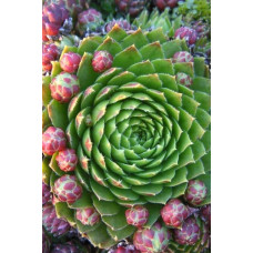 Молодило покрівельне Вульфена / Кам’яна троянда | Sempervivum wulfenii | Молодило Вульфена / Каменная роза