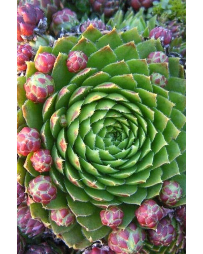Молодило покрівельне Вульфена / Кам’яна троянда | Sempervivum wulfenii | Молодило Вульфена / Каменная роза