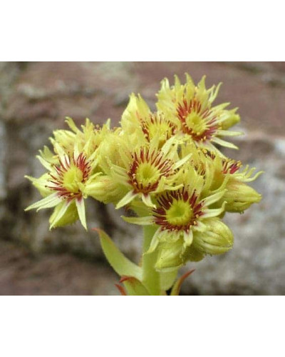 Молодило покрівельне Вульфена / Кам’яна троянда | Sempervivum wulfenii | Молодило Вульфена / Каменная роза