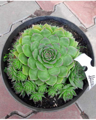 Молодило покрівельне Вульфена / Кам’яна троянда | Sempervivum wulfenii | Молодило Вульфена / Каменная роза