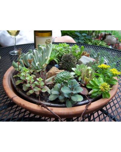 Молодило покрівельне Вульфена / Кам’яна троянда | Sempervivum wulfenii | Молодило Вульфена / Каменная роза