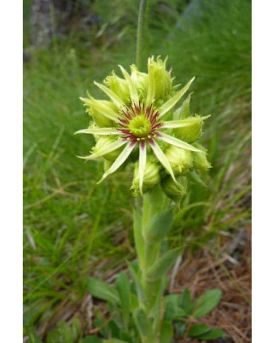 Молодило покрівельне Вульфена / Кам’яна троянда | Sempervivum wulfenii | Молодило Вульфена / Каменная роза