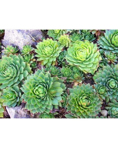 Молодило покрівельне Вульфена / Кам’яна троянда | Sempervivum wulfenii | Молодило Вульфена / Каменная роза