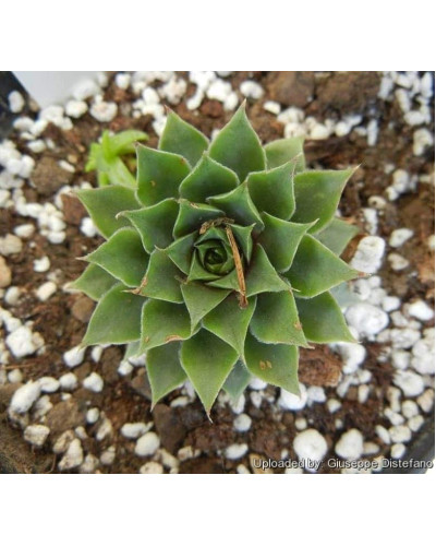 Молодило покрівельне Вульфена / Кам’яна троянда | Sempervivum wulfenii | Молодило Вульфена / Каменная роза