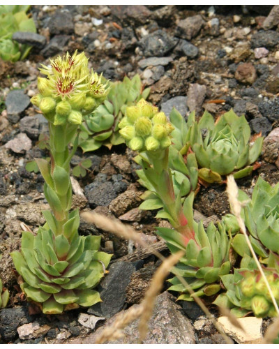 Молодило покрівельне Вульфена / Кам’яна троянда | Sempervivum wulfenii | Молодило Вульфена / Каменная роза