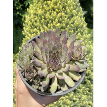Молодило покрівельне Вульфена / Кам’яна троянда | Sempervivum wulfenii | Молодило Вульфена / Каменная роза