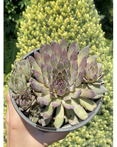 Молодило покрівельне Вульфена / Кам’яна троянда | Sempervivum wulfenii | Молодило Вульфена / Каменная роза