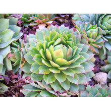 Молодило покрівельне Вульфена / Кам’яна троянда | Sempervivum wulfenii | Молодило Вульфена / Каменная роза