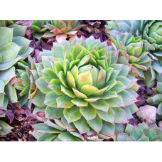 Молодило покрівельне Вульфена / Кам’яна троянда | Sempervivum wulfenii | Молодило Вульфена / Каменная роза
